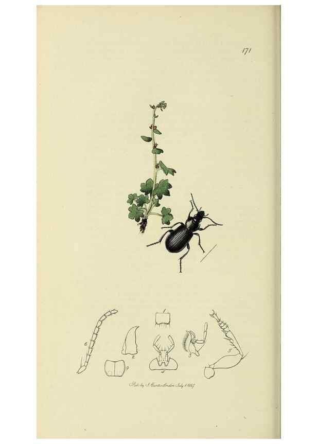 Reproducción/Reproduction 35973262280: British entomology :. London,Printed for the author,1823-1840 [i.e. 1840].