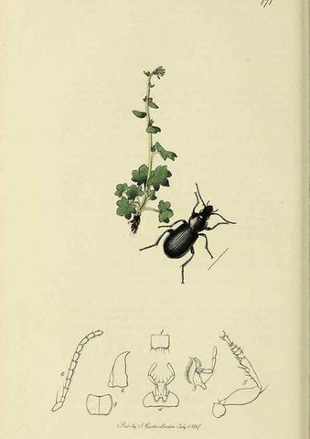 Reproducción/Reproduction 35973262280: British entomology :. London,Printed for the author,1823-1840 [i.e. 1840].