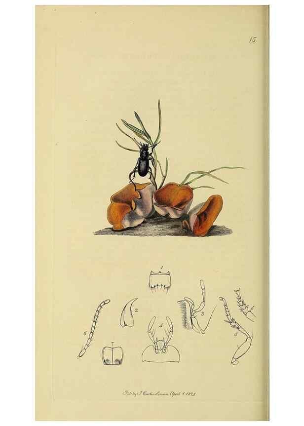 Reproducción/Reproduction 35973264370: British entomology :. London,Printed for the author,1823-1840 [i.e. 1840].