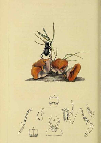 Reproducción/Reproduction 35973264370: British entomology :. London,Printed for the author,1823-1840 [i.e. 1840].