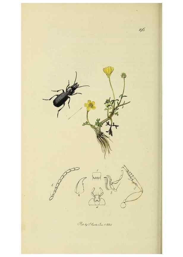 Reproducción/Reproduction 35973266560: British entomology :. London,Printed for the author,1823-1840 [i.e. 1840].