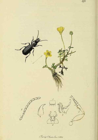 Reproducción/Reproduction 35973266560: British entomology :. London,Printed for the author,1823-1840 [i.e. 1840].