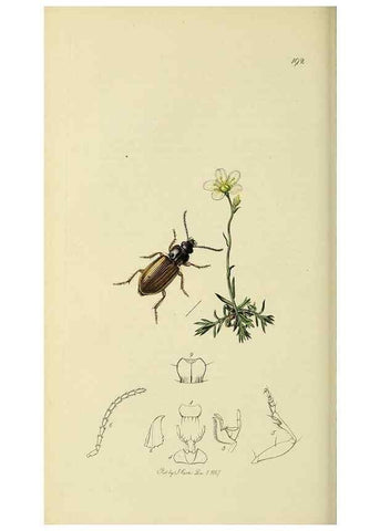 Reproducción/Reproduction 35973268290: British entomology :. London,Printed for the author,1823-1840 [i.e. 1840].