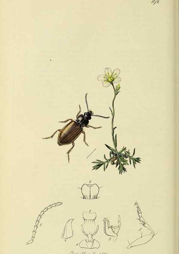 Reproducción/Reproduction 35973268290: British entomology :. London,Printed for the author,1823-1840 [i.e. 1840].