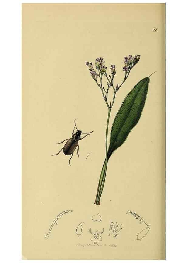 Reproducción/Reproduction 36201604132: British entomology :. London,Printed for the author,1823-1840 [i.e. 1840].