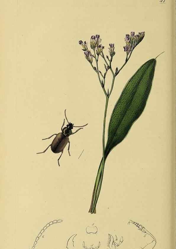 Reproducción/Reproduction 36201604132: British entomology :. London,Printed for the author,1823-1840 [i.e. 1840].