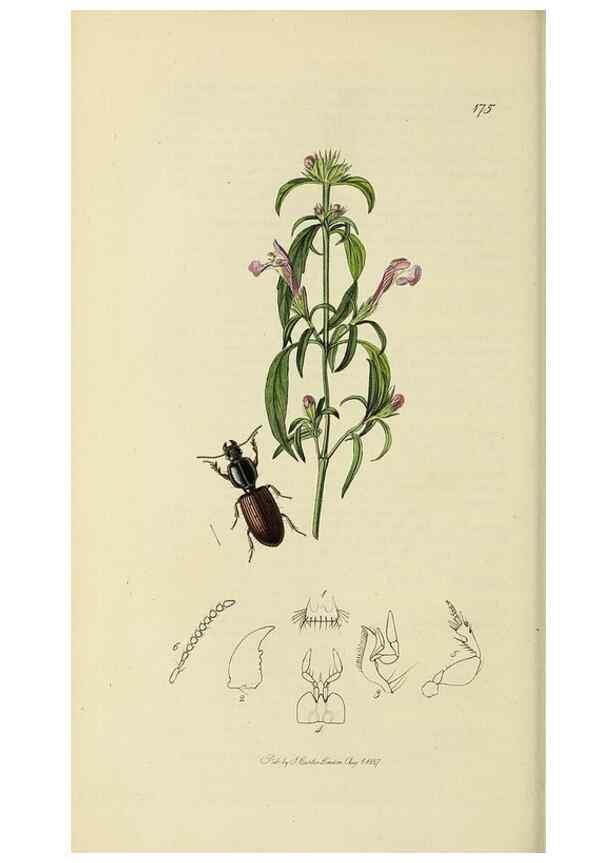 Reproducción/Reproduction 36233342881: British entomology :. London,Printed for the author,1823-1840 [i.e. 1840].