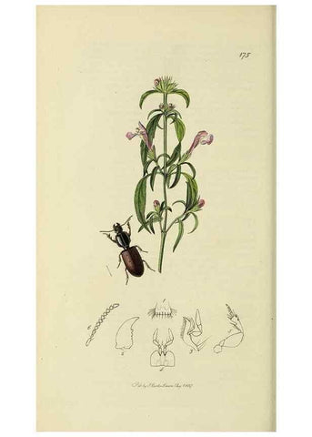 Reproducción/Reproduction 36233342881: British entomology :. London,Printed for the author,1823-1840 [i.e. 1840].
