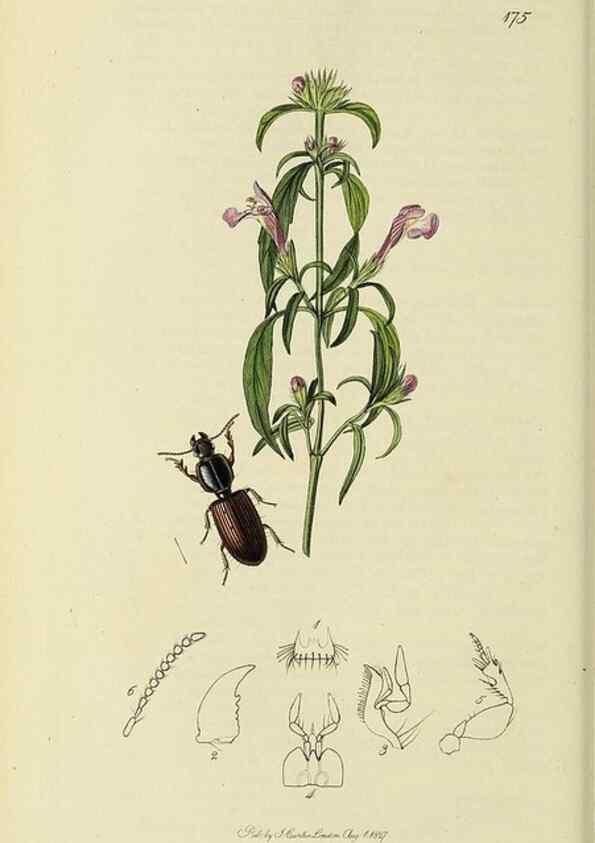 Reproducción/Reproduction 36233342881: British entomology :. London,Printed for the author,1823-1840 [i.e. 1840].