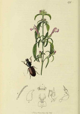 Reproducción/Reproduction 36233342881: British entomology :. London,Printed for the author,1823-1840 [i.e. 1840].