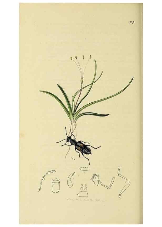 Reproducción/Reproduction 35534467434: British entomology :. London,Printed for the author,1823-1840 [i.e. 1840].