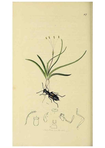 Reproducción/Reproduction 35534467434: British entomology :. London,Printed for the author,1823-1840 [i.e. 1840].