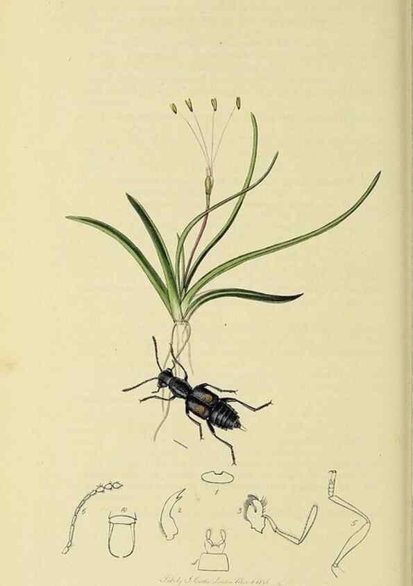 Reproducción/Reproduction 35534467434: British entomology :. London,Printed for the author,1823-1840 [i.e. 1840].