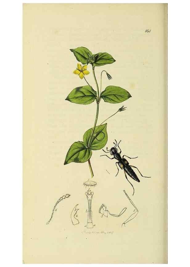 Reproducción/Reproduction 36325471356: British entomology :. London,Printed for the author,1823-1840 [i.e. 1840].