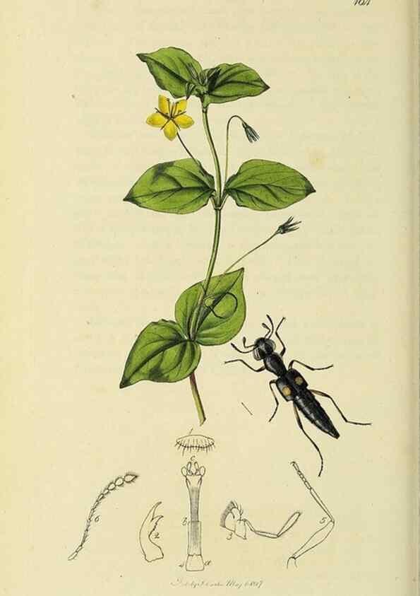 Reproducción/Reproduction 36325471356: British entomology :. London,Printed for the author,1823-1840 [i.e. 1840].