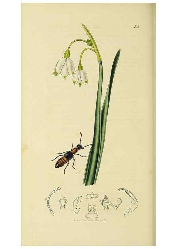 Reproducción/Reproduction 36325472966: British entomology :. London,Printed for the author,1823-1840 [i.e. 1840].