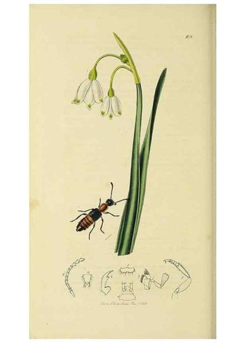 Reproducción/Reproduction 36325472966: British entomology :. London,Printed for the author,1823-1840 [i.e. 1840].