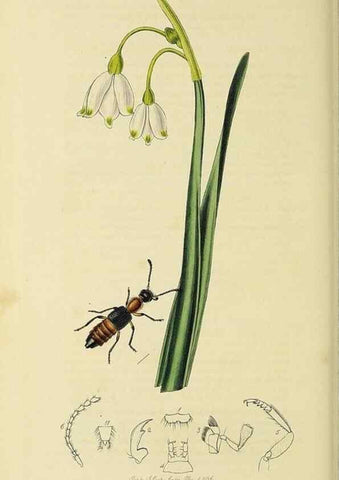 Reproducción/Reproduction 36325472966: British entomology :. London,Printed for the author,1823-1840 [i.e. 1840].