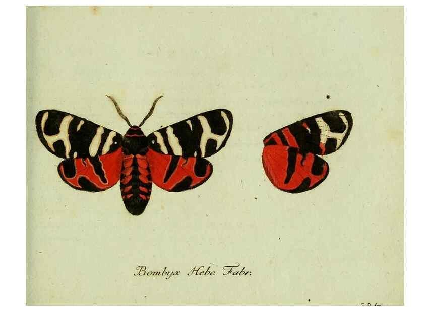 Reproducción/Reproduction 36235838171: Favnae insectorvm Germanicae initia, oder, Deutschlands Insecten /. Nürnberg :In den Felseckerschen Buchhandlung,1796-1813.