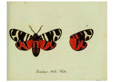 Reproducción/Reproduction 36235838171: Favnae insectorvm Germanicae initia, oder, Deutschlands Insecten /. Nürnberg :In den Felseckerschen Buchhandlung,1796-1813.