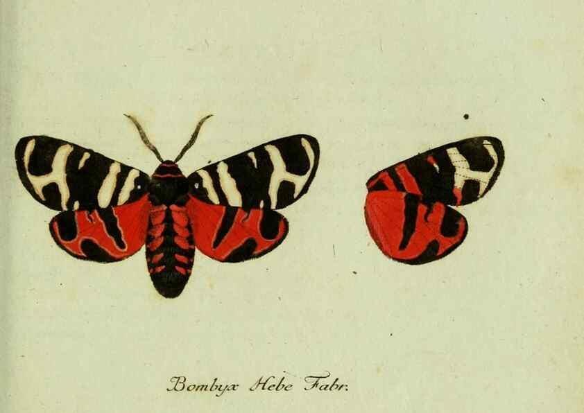 Reproducción/Reproduction 36235838171: Favnae insectorvm Germanicae initia, oder, Deutschlands Insecten /. Nürnberg :In den Felseckerschen Buchhandlung,1796-1813.