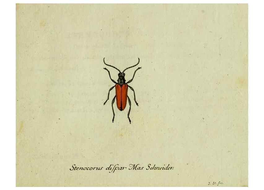 Reproducción/Reproduction 35564160543: Favnae insectorvm Germanicae initia, oder, Deutschlands Insecten /. Nürnberg :In den Felseckerschen Buchhandlung,1796-1813.