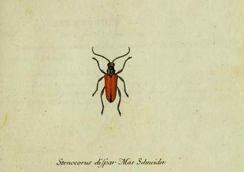 Reproducción/Reproduction 35564160543: Favnae insectorvm Germanicae initia, oder, Deutschlands Insecten /. Nürnberg :In den Felseckerschen Buchhandlung,1796-1813.