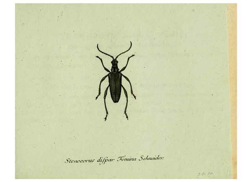 Reproducción/Reproduction 35564161983: Favnae insectorvm Germanicae initia, oder, Deutschlands Insecten /. Nürnberg :In den Felseckerschen Buchhandlung,1796-1813.