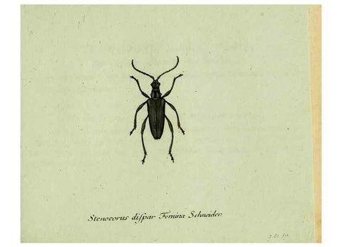 Reproducción/Reproduction 35564161983: Favnae insectorvm Germanicae initia, oder, Deutschlands Insecten /. Nürnberg :In den Felseckerschen Buchhandlung,1796-1813.