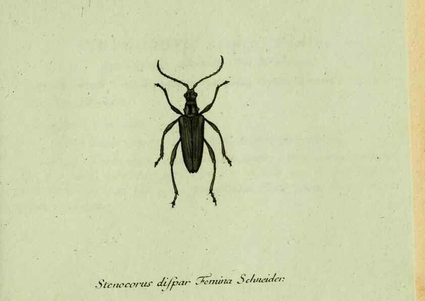 Reproducción/Reproduction 35564161983: Favnae insectorvm Germanicae initia, oder, Deutschlands Insecten /. Nürnberg :In den Felseckerschen Buchhandlung,1796-1813.