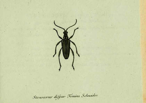 Reproducción/Reproduction 35564161983: Favnae insectorvm Germanicae initia, oder, Deutschlands Insecten /. Nürnberg :In den Felseckerschen Buchhandlung,1796-1813.