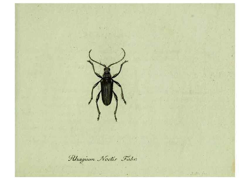 Reproducción/Reproduction 36327748786: Favnae insectorvm Germanicae initia, oder, Deutschlands Insecten /. Nürnberg :In den Felseckerschen Buchhandlung,1796-1813.