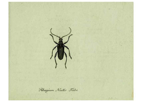 Reproducción/Reproduction 36327748786: Favnae insectorvm Germanicae initia, oder, Deutschlands Insecten /. Nürnberg :In den Felseckerschen Buchhandlung,1796-1813.