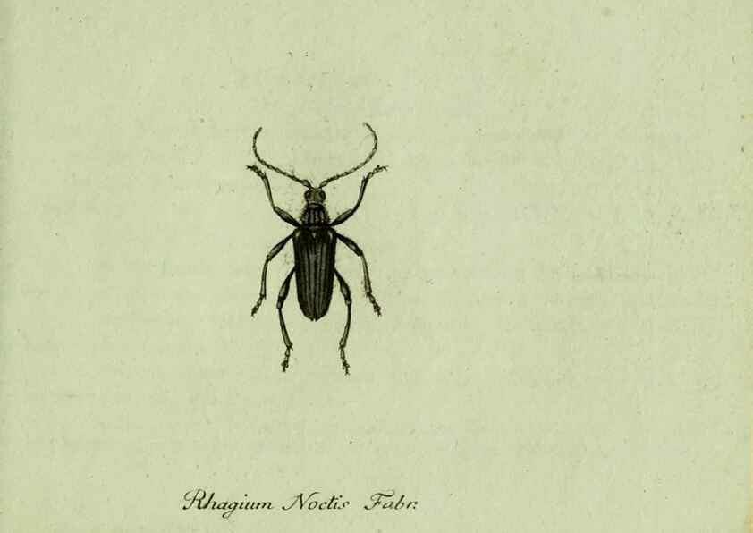 Reproducción/Reproduction 36327748786: Favnae insectorvm Germanicae initia, oder, Deutschlands Insecten /. Nürnberg :In den Felseckerschen Buchhandlung,1796-1813.