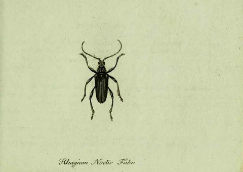 Reproducción/Reproduction 36327748786: Favnae insectorvm Germanicae initia, oder, Deutschlands Insecten /. Nürnberg :In den Felseckerschen Buchhandlung,1796-1813.