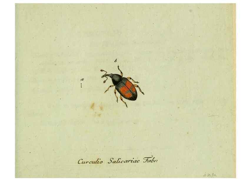 Reproducción/Reproduction 35536710194: Favnae insectorvm Germanicae initia, oder, Deutschlands Insecten /. Nürnberg :In den Felseckerschen Buchhandlung,1796-1813.