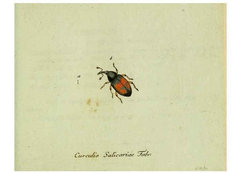 Reproducción/Reproduction 35536710194: Favnae insectorvm Germanicae initia, oder, Deutschlands Insecten /. Nürnberg :In den Felseckerschen Buchhandlung,1796-1813.