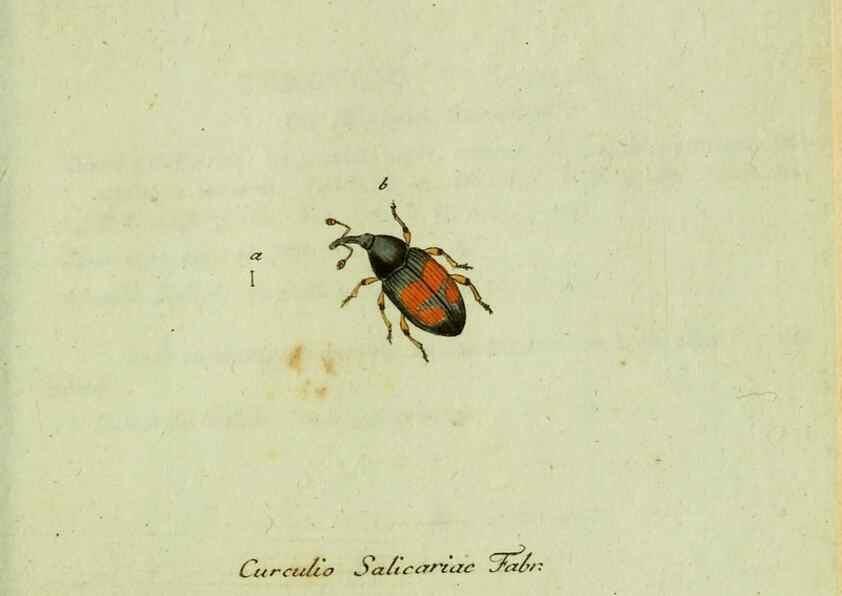 Reproducción/Reproduction 35536710194: Favnae insectorvm Germanicae initia, oder, Deutschlands Insecten /. Nürnberg :In den Felseckerschen Buchhandlung,1796-1813.