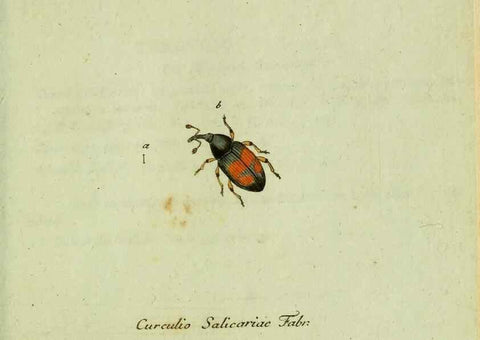 Reproducción/Reproduction 35536710194: Favnae insectorvm Germanicae initia, oder, Deutschlands Insecten /. Nürnberg :In den Felseckerschen Buchhandlung,1796-1813.