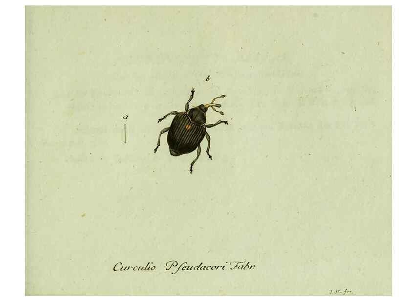 Reproducción/Reproduction 35536711654: Favnae insectorvm Germanicae initia, oder, Deutschlands Insecten /. Nürnberg :In den Felseckerschen Buchhandlung,1796-1813.