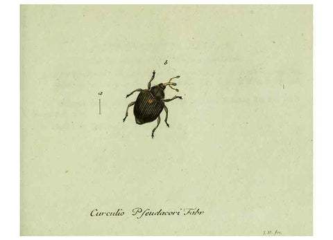 Reproducción/Reproduction 35536711654: Favnae insectorvm Germanicae initia, oder, Deutschlands Insecten /. Nürnberg :In den Felseckerschen Buchhandlung,1796-1813.