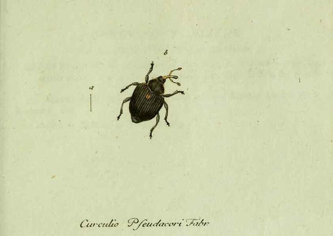 Reproducción/Reproduction 35536711654: Favnae insectorvm Germanicae initia, oder, Deutschlands Insecten /. Nürnberg :In den Felseckerschen Buchhandlung,1796-1813.