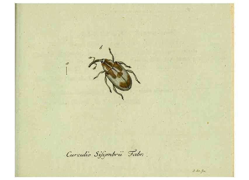 Reproducción/Reproduction 35536713134: Favnae insectorvm Germanicae initia, oder, Deutschlands Insecten /. Nürnberg :In den Felseckerschen Buchhandlung,1796-1813.