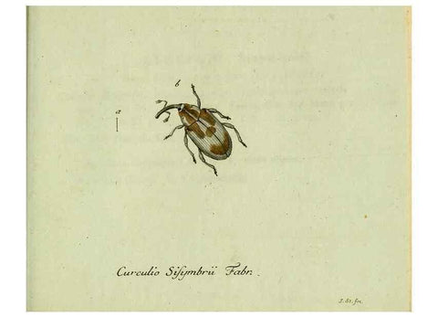 Reproducción/Reproduction 35536713134: Favnae insectorvm Germanicae initia, oder, Deutschlands Insecten /. Nürnberg :In den Felseckerschen Buchhandlung,1796-1813.
