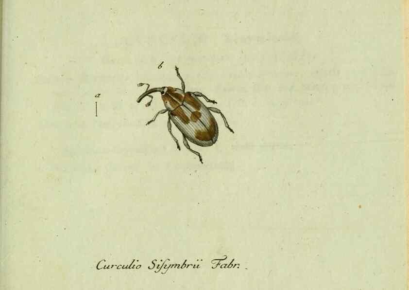 Reproducción/Reproduction 35536713134: Favnae insectorvm Germanicae initia, oder, Deutschlands Insecten /. Nürnberg :In den Felseckerschen Buchhandlung,1796-1813.