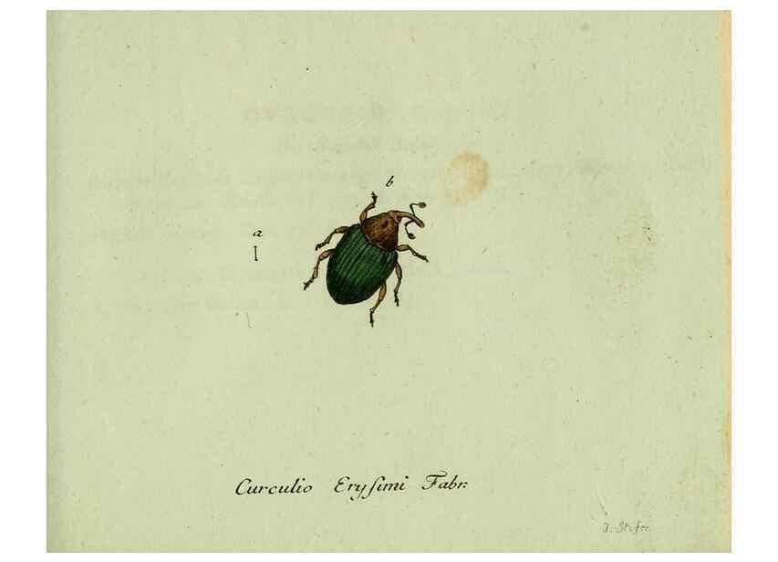 Reproducción/Reproduction 36327755986: Favnae insectorvm Germanicae initia, oder, Deutschlands Insecten /. Nürnberg :In den Felseckerschen Buchhandlung,1796-1813.
