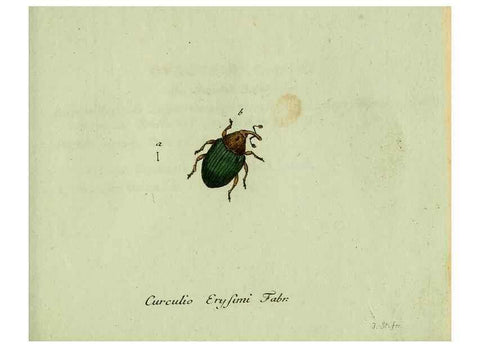 Reproducción/Reproduction 36327755986: Favnae insectorvm Germanicae initia, oder, Deutschlands Insecten /. Nürnberg :In den Felseckerschen Buchhandlung,1796-1813.