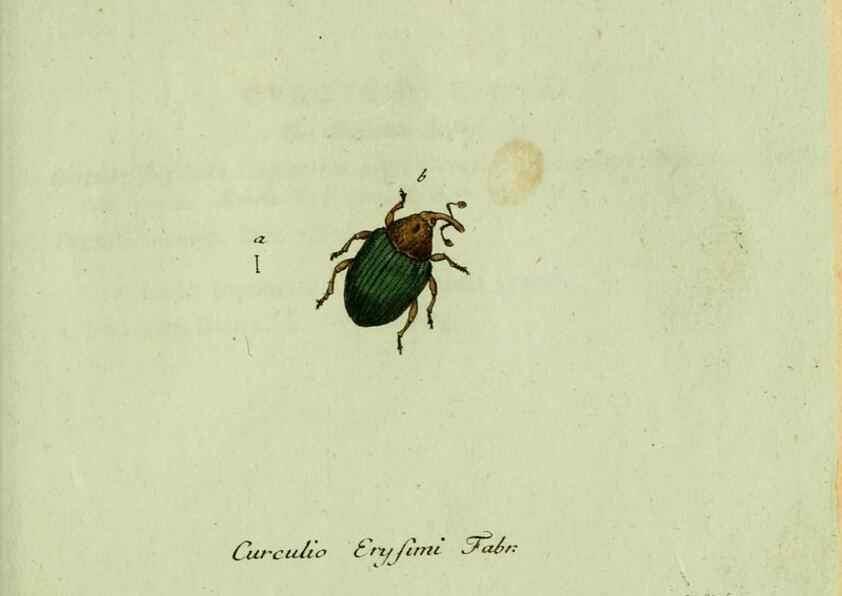 Reproducción/Reproduction 36327755986: Favnae insectorvm Germanicae initia, oder, Deutschlands Insecten /. Nürnberg :In den Felseckerschen Buchhandlung,1796-1813.