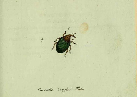 Reproducción/Reproduction 36327755986: Favnae insectorvm Germanicae initia, oder, Deutschlands Insecten /. Nürnberg :In den Felseckerschen Buchhandlung,1796-1813.