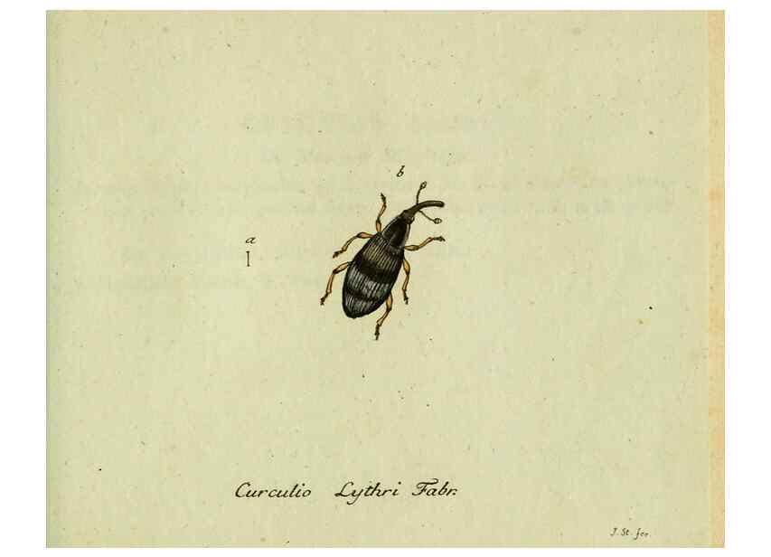 Reproducción/Reproduction 36327758086: Favnae insectorvm Germanicae initia, oder, Deutschlands Insecten /. Nürnberg :In den Felseckerschen Buchhandlung,1796-1813.
